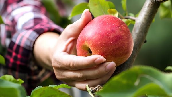 Ανεβάζουν το κασέ τους στη Λατινική Αμερική τα ευρωπαϊκά μήλα