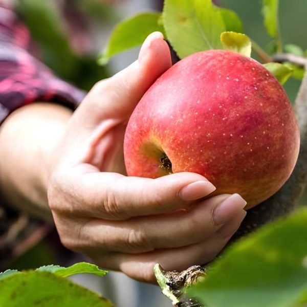 Ανεβάζουν το κασέ τους στη Λατινική Αμερική τα ευρωπαϊκά μήλα