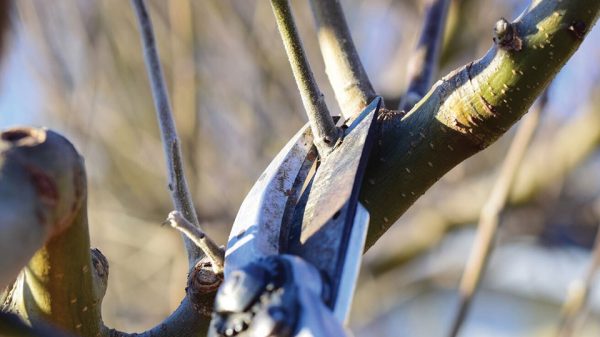 Ιδιαιτερότητες σε κλάδεμα και θρέψη παρουσιάζουν οι χειμερινές φροντίδες της ακτινιδιάς