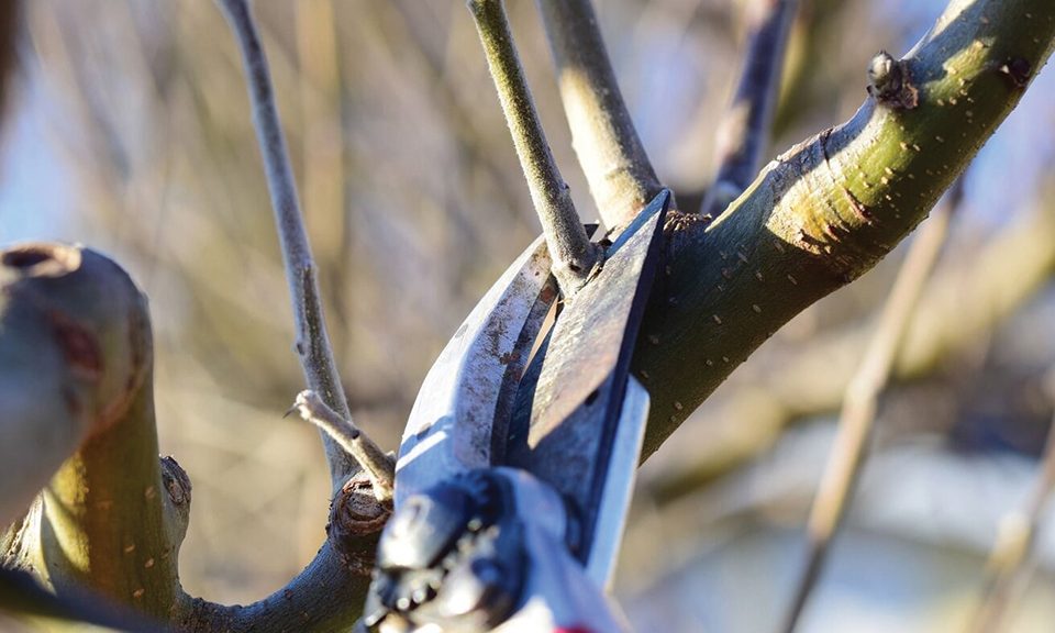 Ιδιαιτερότητες σε κλάδεμα και θρέψη παρουσιάζουν οι χειμερινές φροντίδες της ακτινιδιάς