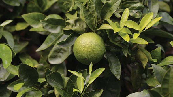 Ευάλωτα σε κορυφοξήρα τα εσπεριδοειδή τον χειμώνα, κομβικοί ψεκασμοί με χαλκούχα