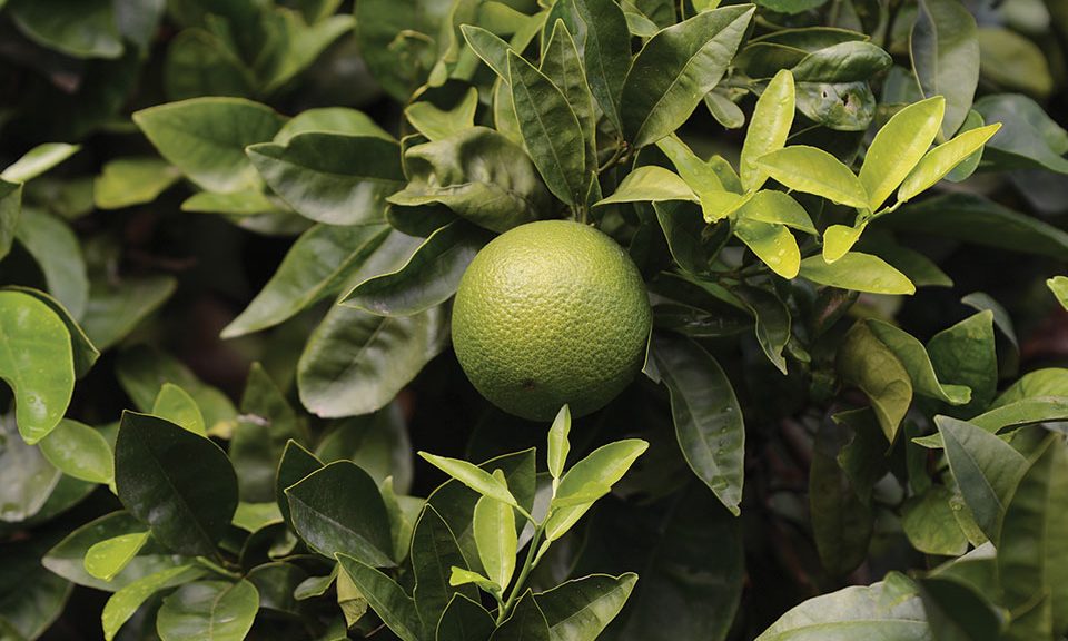 Ευάλωτα σε κορυφοξήρα τα εσπεριδοειδή τον χειμώνα, κομβικοί ψεκασμοί με χαλκούχα