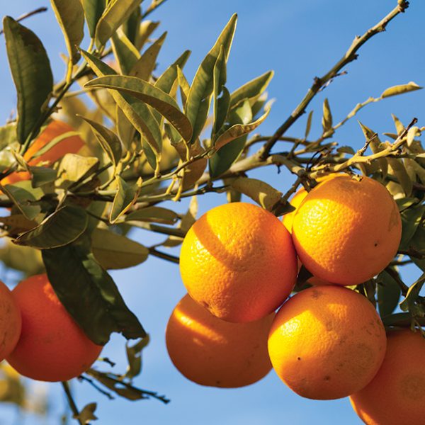 Ευάλωτα σε κορυφοξήρα και ανθράκωση τα επεριδοειδή τον χειμώνα