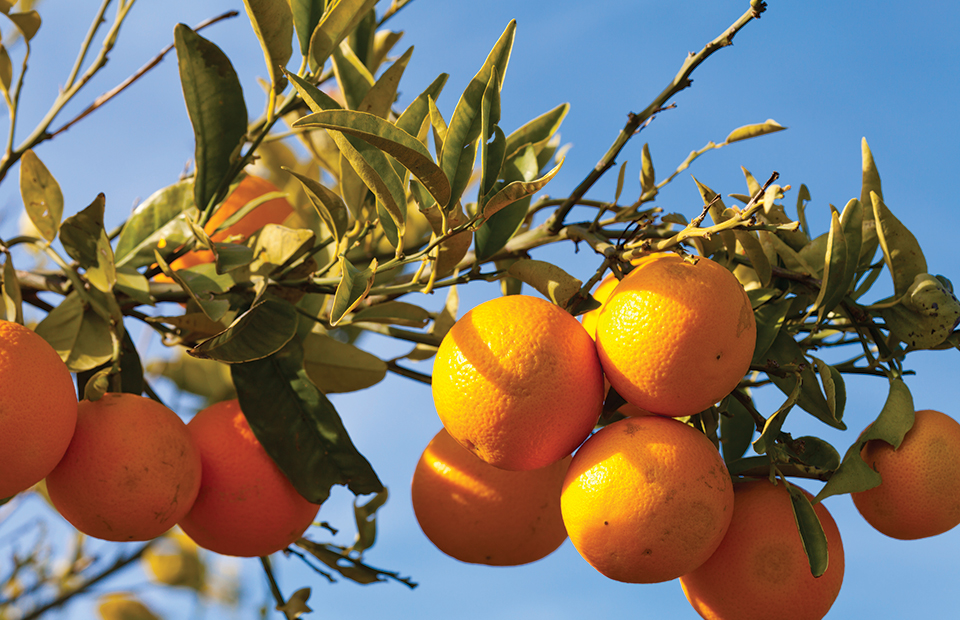 Ευάλωτα σε κορυφοξήρα και ανθράκωση τα επεριδοειδή τον χειμώνα