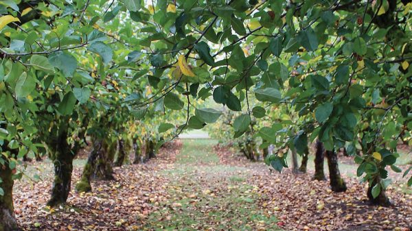 Προληπτικοί ψεκασμοί και μέτρα προστασίας σε όλα τα μηλοειδή πριν την πτώση των φύλλων