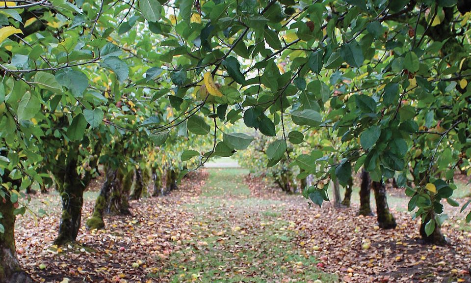 Προληπτικοί ψεκασμοί και μέτρα προστασίας σε όλα τα μηλοειδή πριν την πτώση των φύλλων