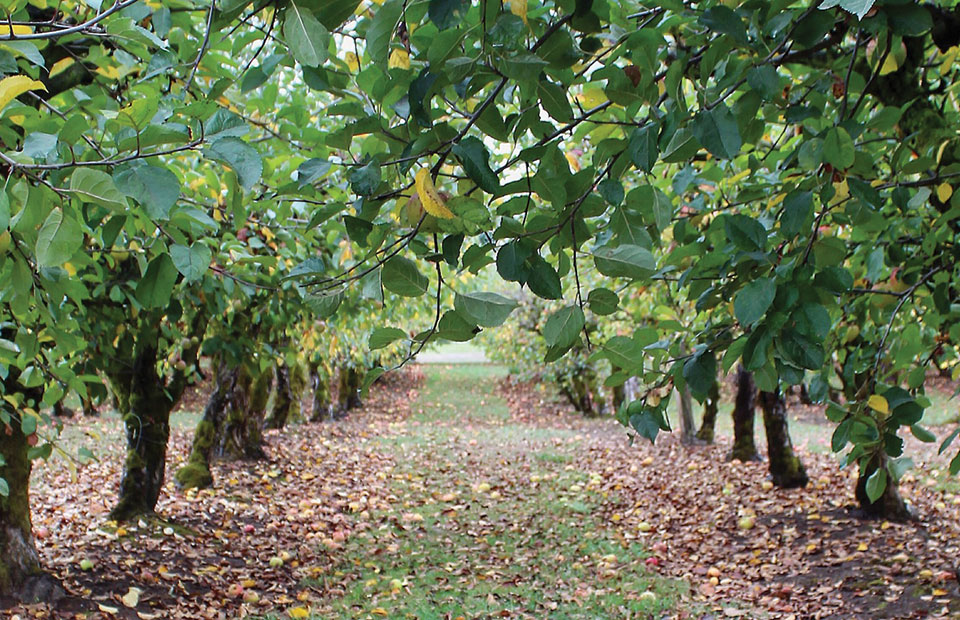 Προληπτικοί ψεκασμοί και μέτρα προστασίας σε όλα τα μηλοειδή πριν την πτώση των φύλλων