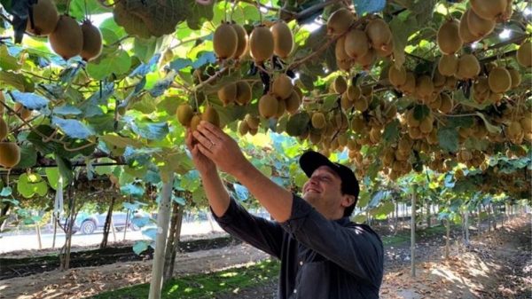 Κομβική η εφαρμογή λιπασμάτων σε πολλές μικρές δόσεις στα ακτινίδια