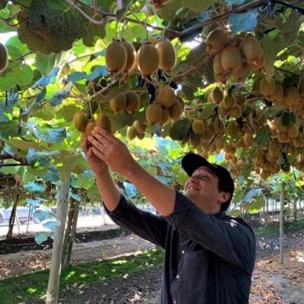 Κομβική η εφαρμογή λιπασμάτων σε πολλές μικρές δόσεις στα ακτινίδια