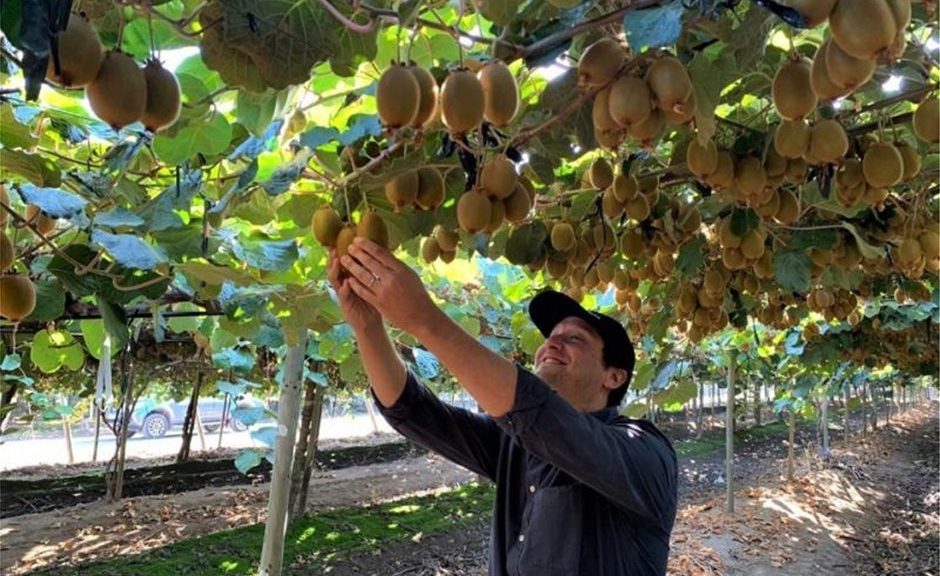 Κομβική η εφαρμογή λιπασμάτων σε πολλές μικρές δόσεις στα ακτινίδια