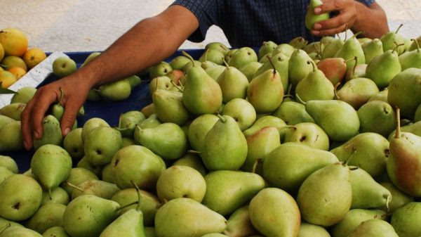 Δεν αντιστάθμισαν τις μεγάλες απώλειες παραγωγής οι υψηλές τιμές στο επιτραπέζιο αχλάδι