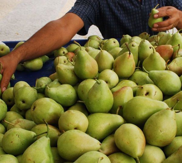 Δεν αντιστάθμισαν τις μεγάλες απώλειες παραγωγής οι υψηλές τιμές στο επιτραπέζιο αχλάδι