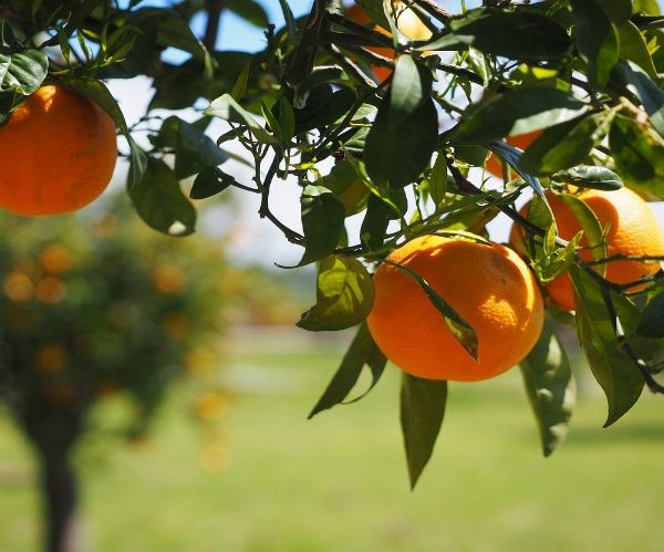 Αναποτελεσματική η μετασυλλεκτική χρήση μυκητοκτόνων για καστανή σήψη σε εσπεριδοειδή