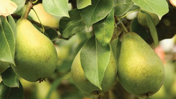 Έπεσαν ως 40% οι τιμές αχλαδιών Τυρνάβου το 2025 λόγω παγετών, άμεση στήριξη ζητά ο Κόκκαλης