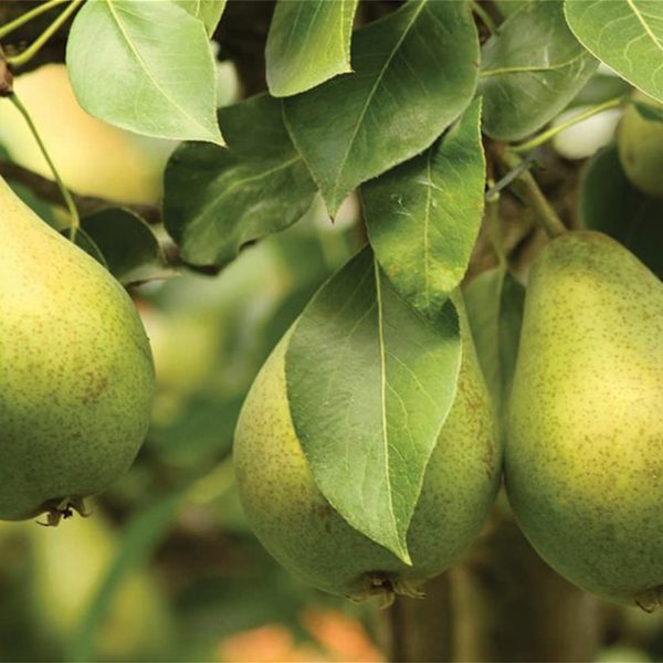 Έπεσαν ως 40% οι τιμές αχλαδιών Τυρνάβου το 2025 λόγω παγετών, άμεση στήριξη ζητά ο Κόκκαλης