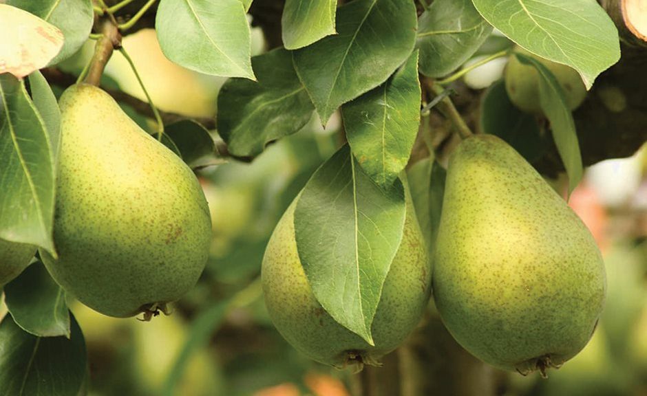 Έπεσαν ως 40% οι τιμές αχλαδιών Τυρνάβου το 2025 λόγω παγετών, άμεση στήριξη ζητά ο Κόκκαλης