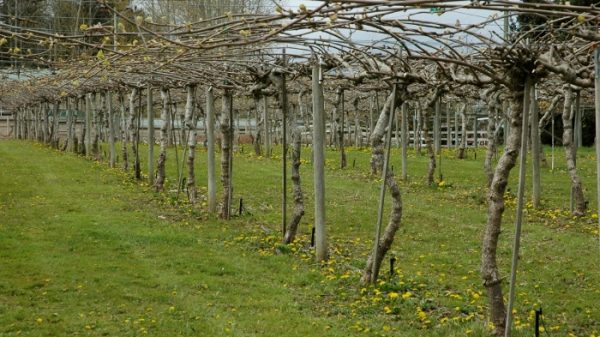 Ο δωδεκάλογος του χειμερινού κλαδέματος της ακτινιδιάς
