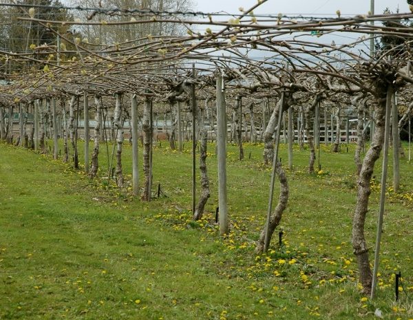 Ο δωδεκάλογος του χειμερινού κλαδέματος της ακτινιδιάς