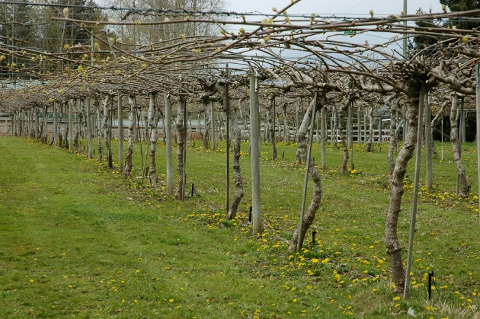 Ο δωδεκάλογος του χειμερινού κλαδέματος της ακτινιδιάς