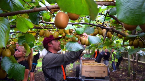 Στα 2,7 δισ. ευρώ η αξία της αγοράς ακτινιδίων της Ευρώπης έως το 2035
