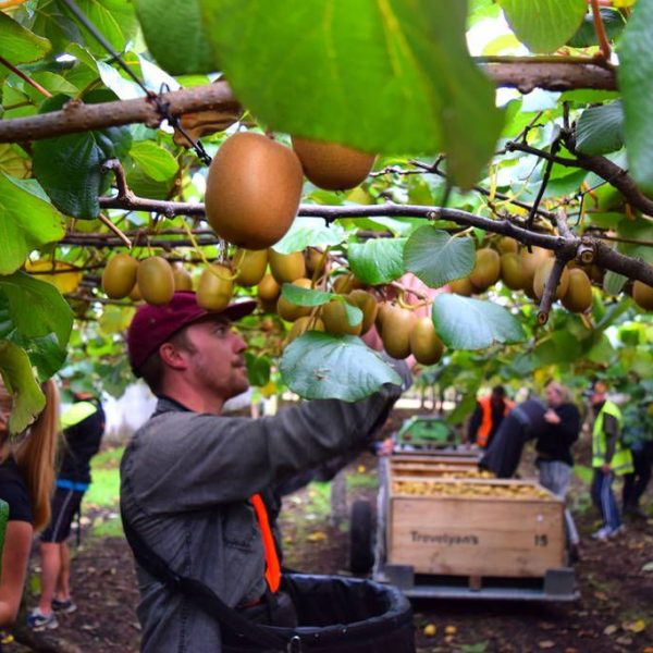 Στα 2,7 δισ. ευρώ η αξία της αγοράς ακτινιδίων της Ευρώπης έως το 2035