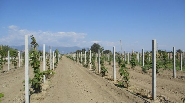 Ουρές για ακτινίδια στις νέες φυτεύσεις, αρέσουν επίσης ελιά, μηλοειδή και βερίκοκα