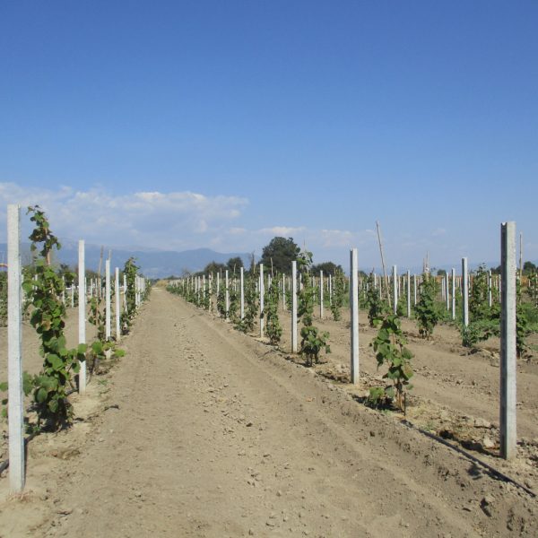 Ουρές για ακτινίδια στις νέες φυτεύσεις, αρέσουν επίσης ελιά, μηλοειδή και βερίκοκα