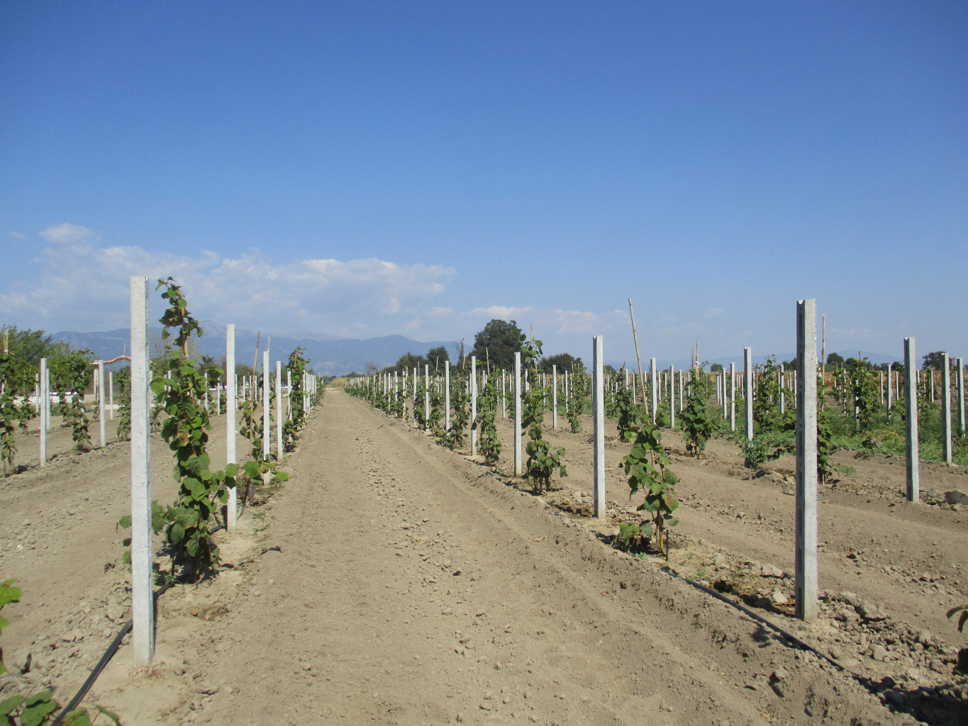Ουρές για ακτινίδια στις νέες φυτεύσεις, αρέσουν επίσης ελιά, μηλοειδή και βερίκοκα