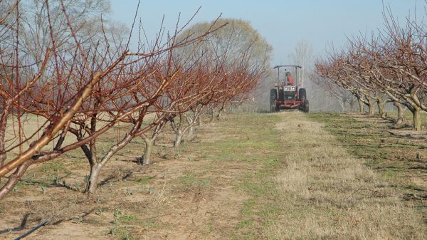 Προληπτικά πριν την έναρξη της βλάστησης η αντιμετώπιση του εξωασκού στα πυρηνόκαρπα