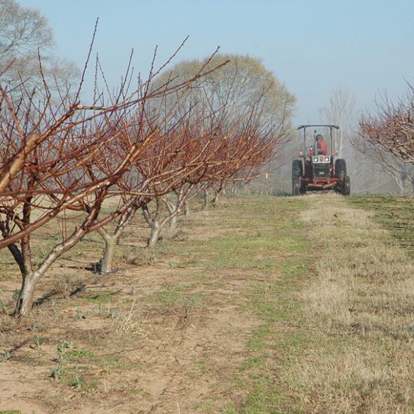 Προληπτικά πριν την έναρξη της βλάστησης η αντιμετώπιση του εξωασκού στα πυρηνόκαρπα