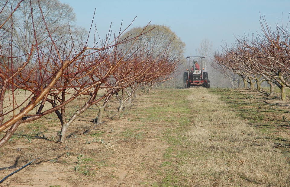Προληπτικά πριν την έναρξη της βλάστησης η αντιμετώπιση του εξωασκού στα πυρηνόκαρπα