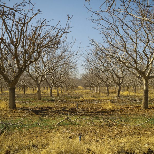 Ιδανικό για λίπανση και κλάδεμα το στάδιο του ληθάργου της φιστικιάς