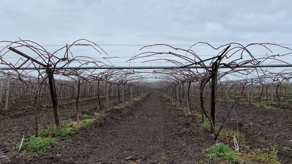 Κατά το λήθαργο των βλαστών επιβάλλεται το χειμερινό κλάδεμα της ακτινιδιάς