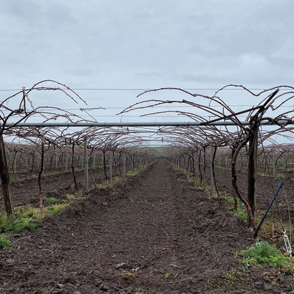 Κατά το λήθαργο των βλαστών επιβάλλεται το χειμερινό κλάδεμα της ακτινιδιάς