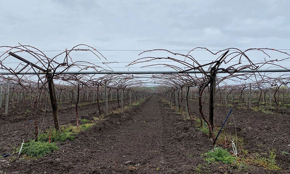 Κατά το λήθαργο των βλαστών επιβάλλεται το χειμερινό κλάδεμα της ακτινιδιάς