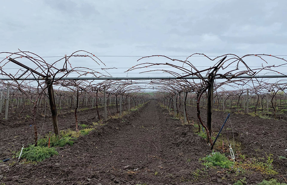 Κατά το λήθαργο των βλαστών επιβάλλεται το χειμερινό κλάδεμα της ακτινιδιάς