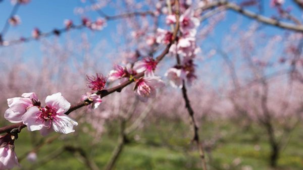 Κομβικός ο ρόλος διαφυλλικής υποστήριξης στην ανθοφορία στα οπωροφόρα