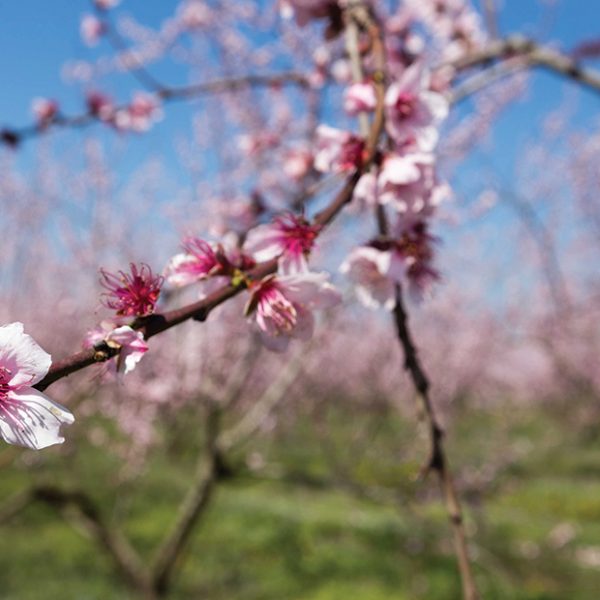 Κομβικός ο ρόλος διαφυλλικής υποστήριξης στην ανθοφορία στα οπωροφόρα