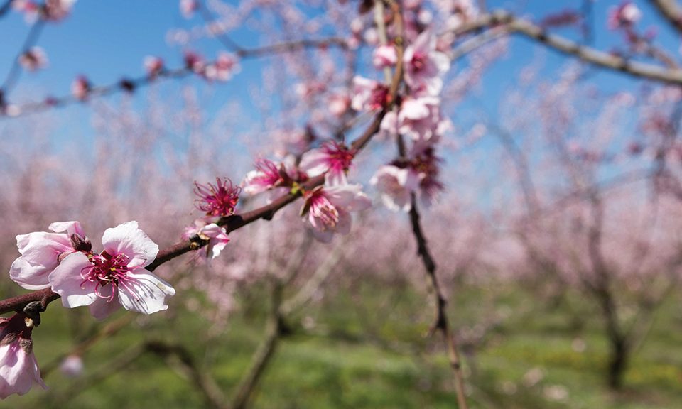 Κομβικός ο ρόλος διαφυλλικής υποστήριξης στην ανθοφορία στα οπωροφόρα