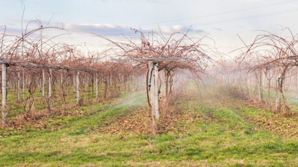 Βασικός παράγοντας επιτυχημένης φύτευσης νέων κτημάτων ακτινιδίων η πολυετής αμειψισπορά