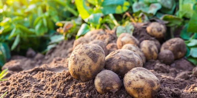 Οι αποφάσεις φύτευσης εαρινής πατάτας μηχανισμός διόρθωσης της πίεσης τιμών στην ΕΕ