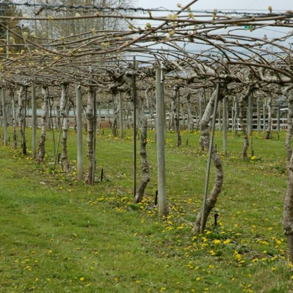 Η εδαφολογική ανάλυση καθοριστικό εργαλείο για σωστή λίπανση ακτινιδιάς