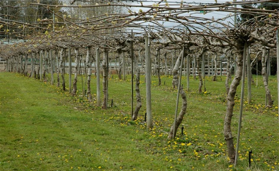 Η εδαφολογική ανάλυση καθοριστικό εργαλείο για σωστή λίπανση ακτινιδιάς