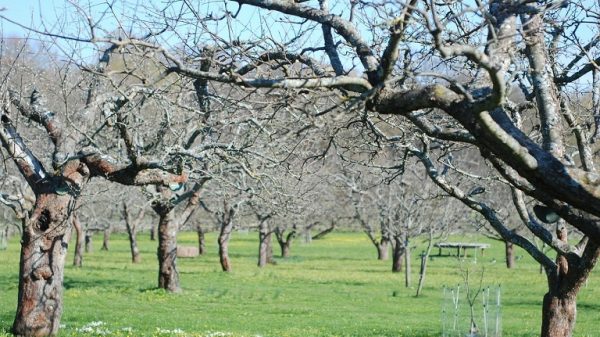 Αναγκαία η λήψη προληπτικών μέτρων κατά του φουζικλάδιου στα μηλοειδή