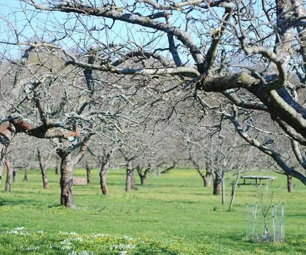 Αναγκαία η λήψη προληπτικών μέτρων κατά του φουζικλάδιου στα μηλοειδή