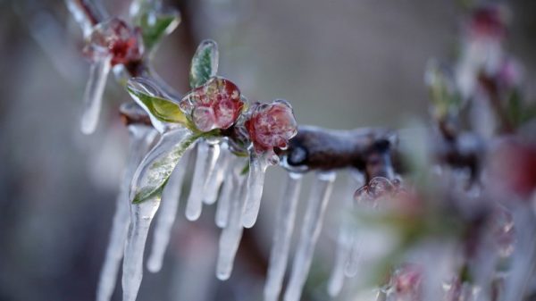 Έμεινε τελικά στα λόγια η αποζημίωση παγετού 2025 για προανθικό στα κεράσια, 11.500 οι δηλώσεις ζημιάς