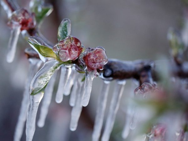 Έμεινε τελικά στα λόγια η αποζημίωση παγετού 2025 για προανθικό στα κεράσια, 11.500 οι δηλώσεις ζημιάς