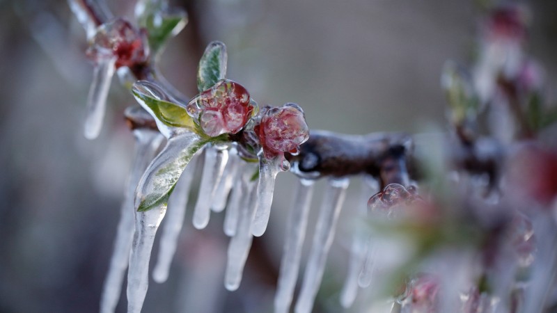 Έμεινε τελικά στα λόγια η αποζημίωση παγετού 2025 για προανθικό στα κεράσια, 11.500 οι δηλώσεις ζημιάς
