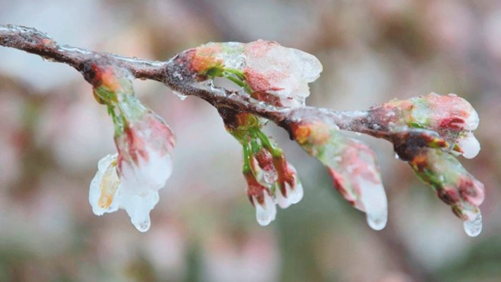 Αναξιοποίητα παραμένουν τα πορίσματα ΕΛΓΑ για ζημιές σε κεράσια στο προανθικό