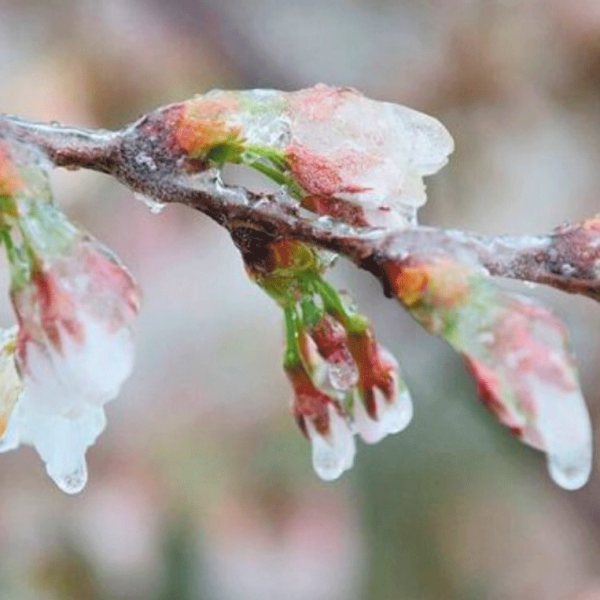 Αναξιοποίητα παραμένουν τα πορίσματα ΕΛΓΑ για ζημιές σε κεράσια στο προανθικό
